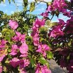 Bougainvillea spectabilis 花