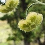 Cynoglossum amplifolium Плод