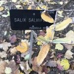 Salix salviifolia Foglia