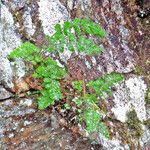 Woodsia ilvensis Hábitos