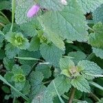 Lamium purpureum Blatt