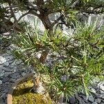 Pinus sylvestris叶