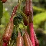 Fuchsia boliviana Plod