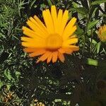 Buphthalmum salicifolium Flor