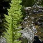 Polystichum lonchitis Плод