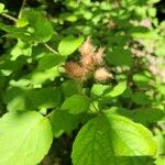 Rubus odoratus Φρούτο