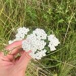 Achillea setaceaЦвят