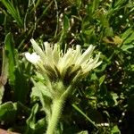 Hieracium berardianum Λουλούδι