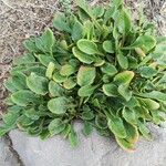 Rumex acetosella Blad