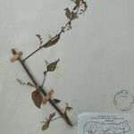Isodon lophanthoides その他の提案