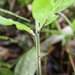 Pteris hamulosa Leaf