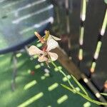 Eruca vesicaria 花