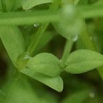 Stellaria alsine Blad