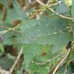 Abutilon striatum Leaf