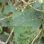 Abutilon striatum برگ