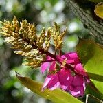 Aechmea pubescens Flor