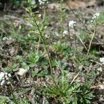 Teesdalia coronopifolia Fruto