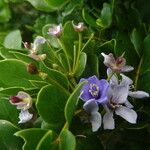 Guaiacum officinale Квітка