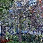 Pyrus salicifolia Habit