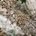 Artemisia sieberi ফল