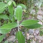 Salvia officinalis Blad