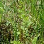 Dryopteris cristata Habit