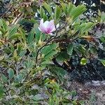 Magnolia × soulangeanaFloare