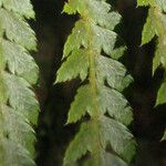 Polystichum sinense Leaf