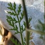 Torilis leptophylla Hoja
