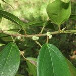 Ficus colubrinae Folha