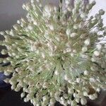 Allium polyanthum Fleur