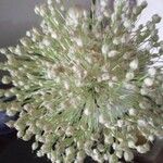 Allium polyanthum ফুল