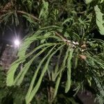 Leucaena leucocephala Leaf