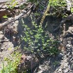 Lupinus elmeri Habit