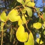 Colophospermum mopane Blatt