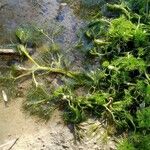 Ranunculus trichophyllus Folla