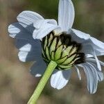 Leucanthemum graminifolium Kvet