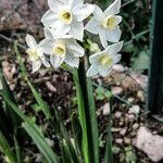 Narcissus dubiusफूल