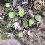 Adiantum reniforme Folio