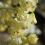 Polystachya odorata Flower