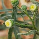 Conyza bonariensis 花