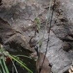 Carex distachya Lorea