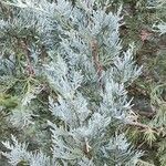 Juniperus scopulorum 叶