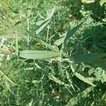 Eupatorium altissimum Levél