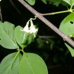 Chiococca semipilosa Fleur