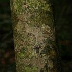 Pradosia ptychandra Bark