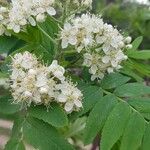 Sorbus domestica 花