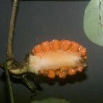 Philodendron ecordatum Fruto