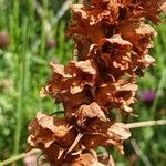Orobanche rapum-genistae Fruto