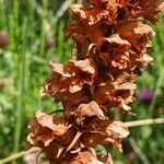 Orobanche rapum-genistae Fruit